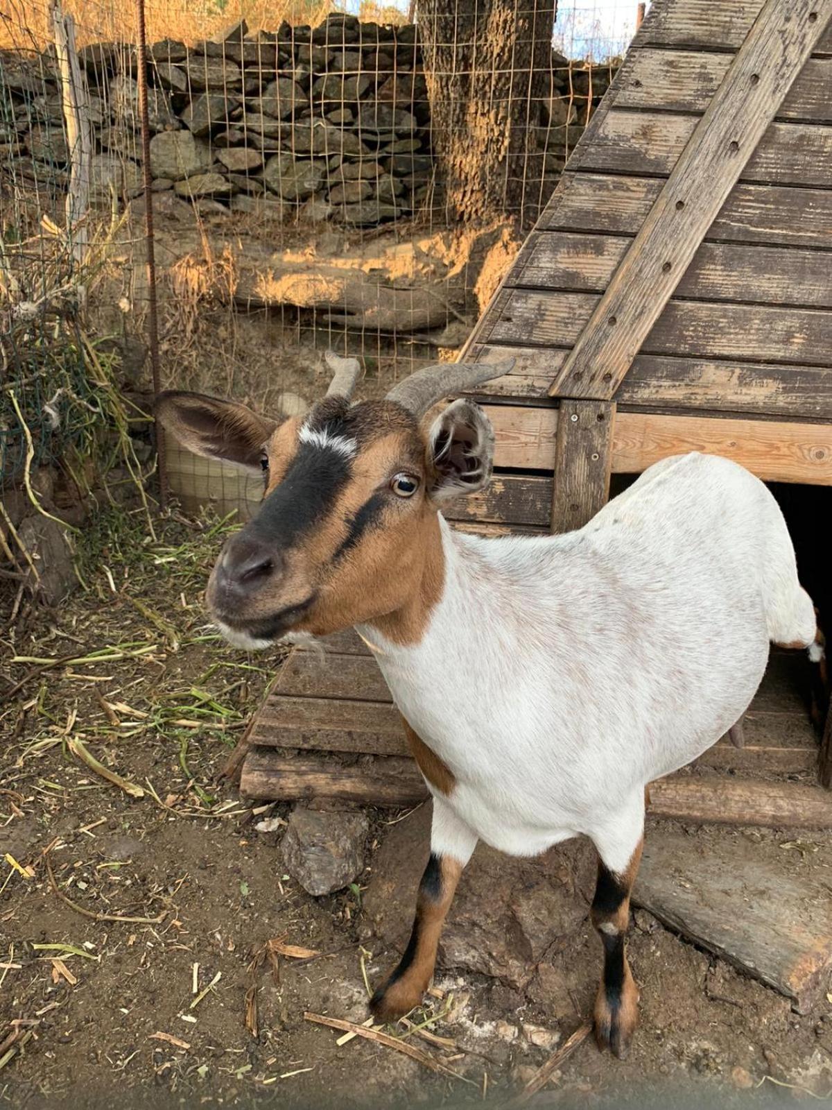 B&B Helga'S Agricampeggio Seùlo Eksteriør billede